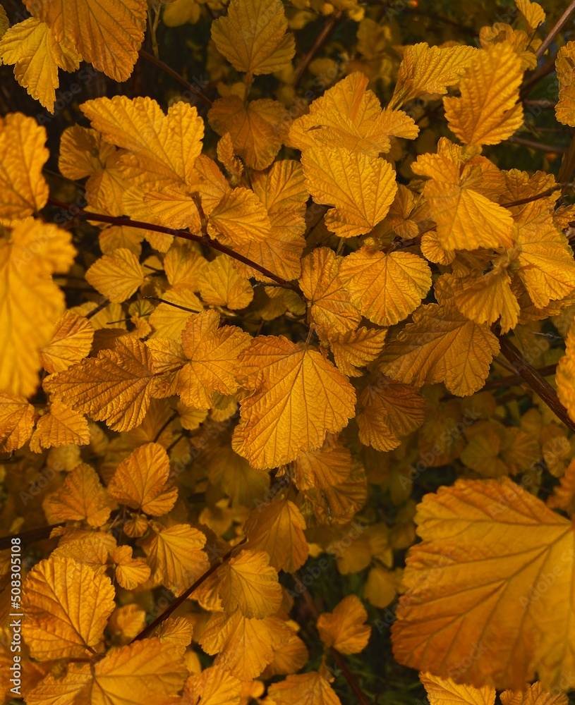 Bright picture of the orange leaves for wallpaper.