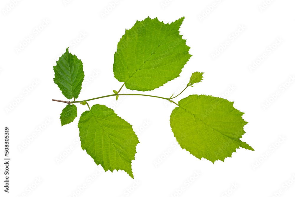 Common hazel (Corylus avellana) with succulent spring leaves. Isolate, clipping path, no shadows. common hazel branch isolate. Common hazel (Corylus avellana) with succulent spring leaves. Isolate, clipping path, no shadows. common hazel branch isolate.