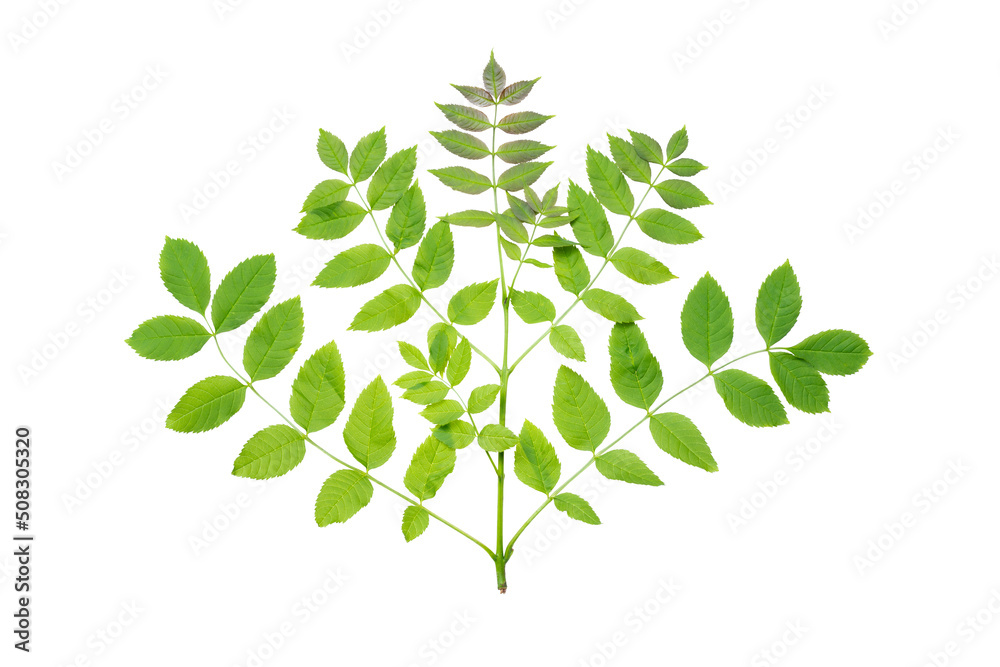 European ash (Fraxinus excelsior) branch with juicy spring leaves. Isolate, clipping path, no shadows. common ash leaves isolate.
juicy European ash (Fraxinus excelsior) branch with juicy spring leaves. Isolate, clipping path, no shadows. common ash leaves isolate.
juicy