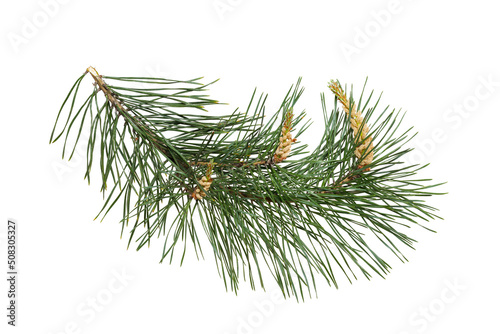 Pine branch (Pinus sylvestris) at the time of flowering male flowers. Isolate, clipping path, no shadows. Scots pine branch isolate.