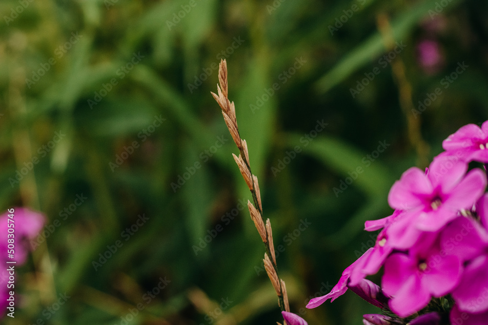 Obraz premium Grass stalk on a green background in the garden