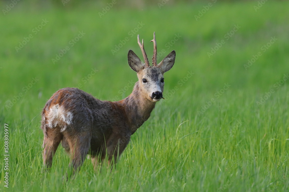 roebuck in the grass roebuck in the grass
