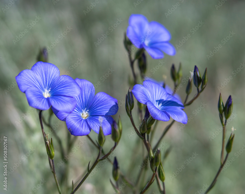 Blue Flax Wildflowers with Tiny Purple Buds Pointing to the Morning Sun