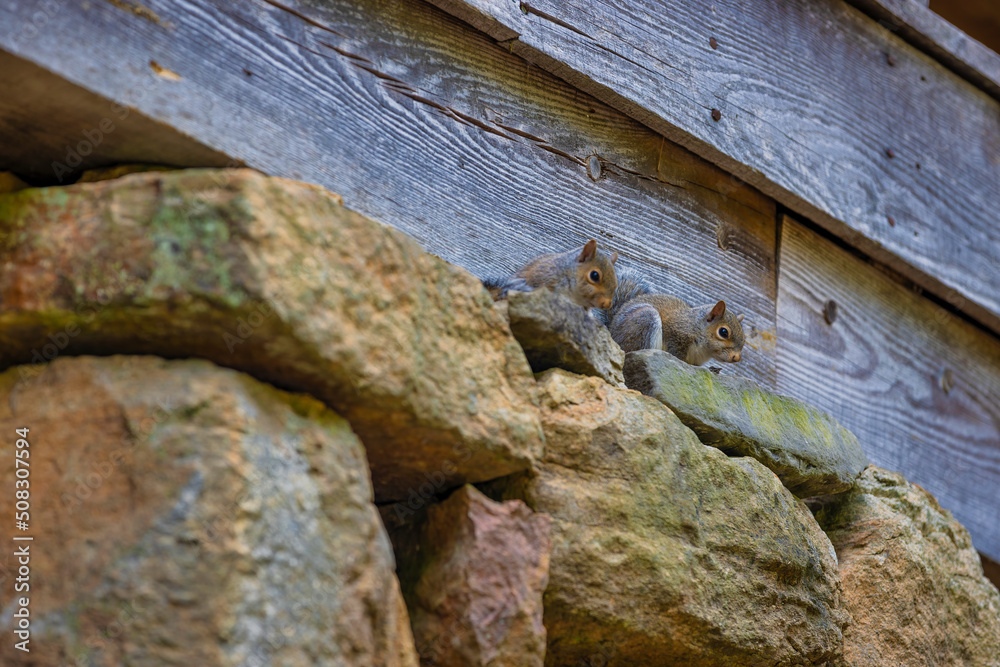 Close up of two squirrels at Historic Yates Mill County Park in North Carolina Close up of two squirrels at Historic Yates Mill County Park in North Carolina