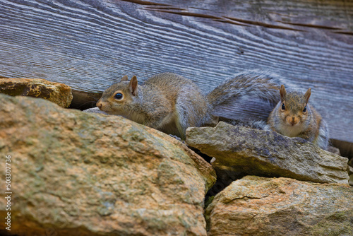 Close up of two squirrels at Historic Yates Mill County Park in North Carolina photo