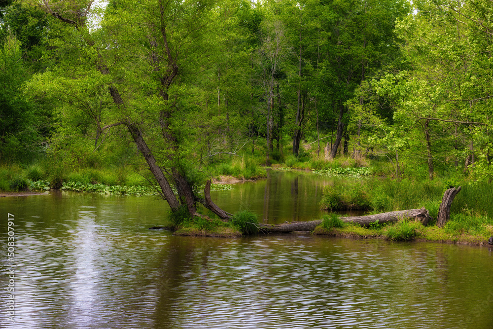 Landscape background of water and trees