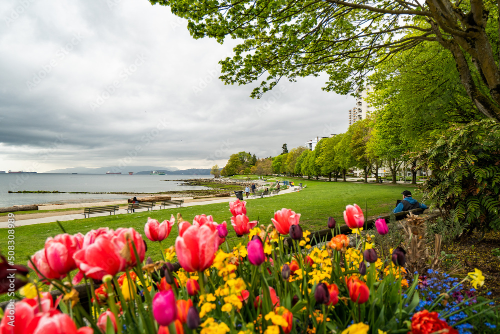 Fototapeta premium Tulips at Stanley Park along the Seawall in Vancouver, British Columbia, Canada