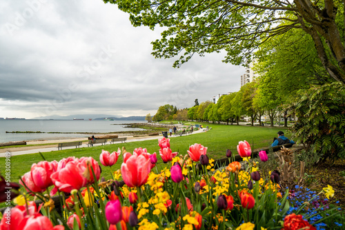 Tulips at Stanley Park along the Seawall in Vancouver, British Columbia, Canada photo