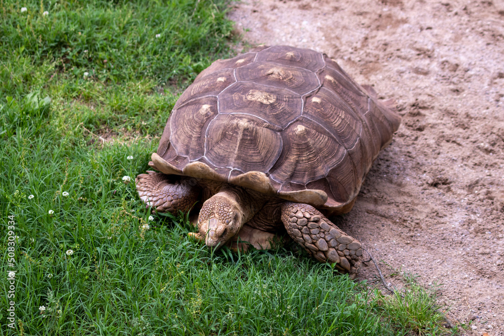 Fototapeta premium Turtle Eating Grass