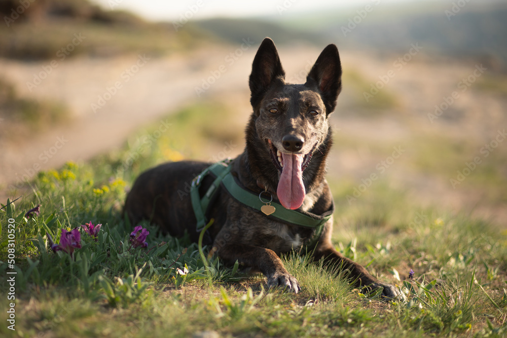 well trained dutch and belgian shepherd mixed breed dog lying down in the grass on a hot day in the spring filled with flowers