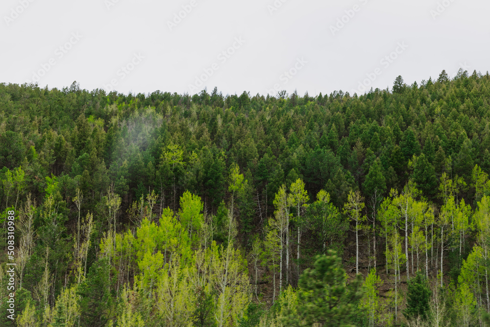 Obraz premium trees in the field