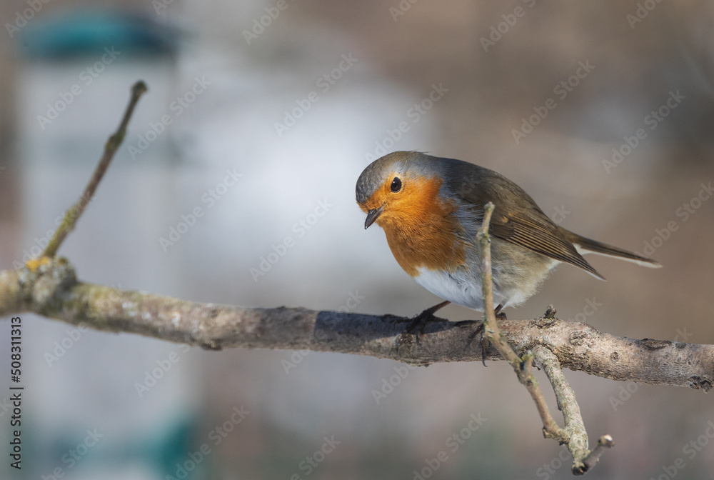 European robin (Erithacus rubecula) in snow European robin (Erithacus rubecula) in snow