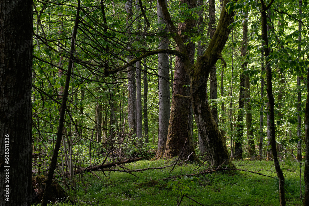 Rich deciduous forest in springtime light Rich deciduous forest in springtime light