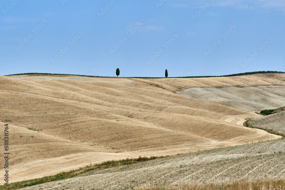 Obraz premium Two Trees On Road Amidst Field Against Clear Sky