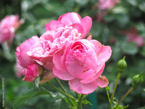 delicate pink roses bloom on the bush in summer