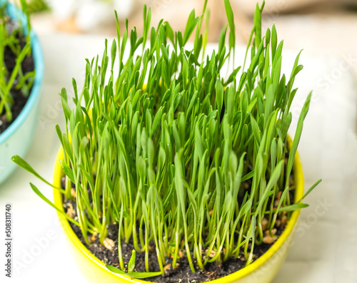 Sprouting Microgreens. Sprouting dish for green shoots. Seed Germination at home. Vegan and healthy eating concept. Germinated Wheat Micro greens. Sprouted grain. Growing sprouts. Natural food.