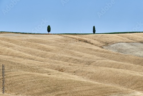 Two Trees On Road Amidst Field Against Clear Sky
