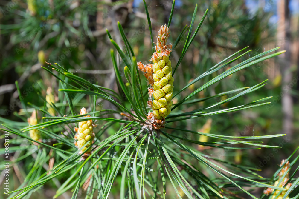 A flowering branch of a pine tree in the forest. Selective focus A flowering branch of a pine tree in the forest. Selective focus