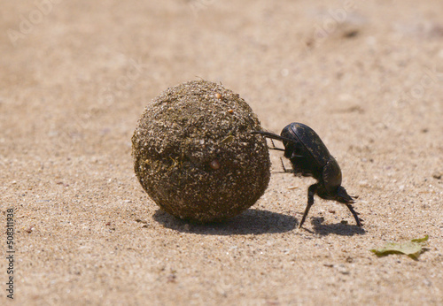 Dung beetle rolling the dung ball on sand in Karacabey Longoz, Turkey. photo