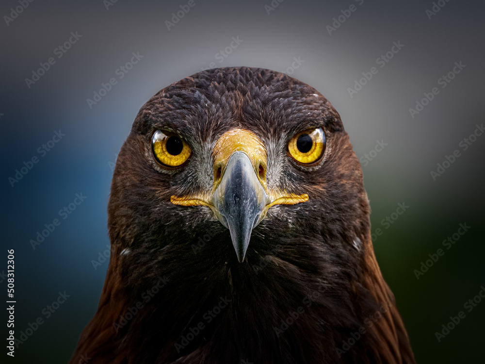 Obraz premium Be focused