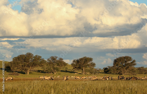 Gemsbok herd and Springbok herd in the Kgalagadi