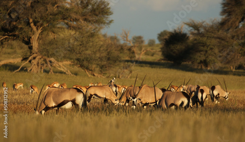 Fototapeta Naklejka Na Ścianę i Meble -  Gemsbok or South Africa Oryx in the Kgalagadi