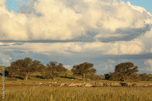 Gemsbok herd and Springbok herd in the Kgalagadi