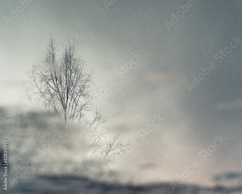 trees reflected in water in fog