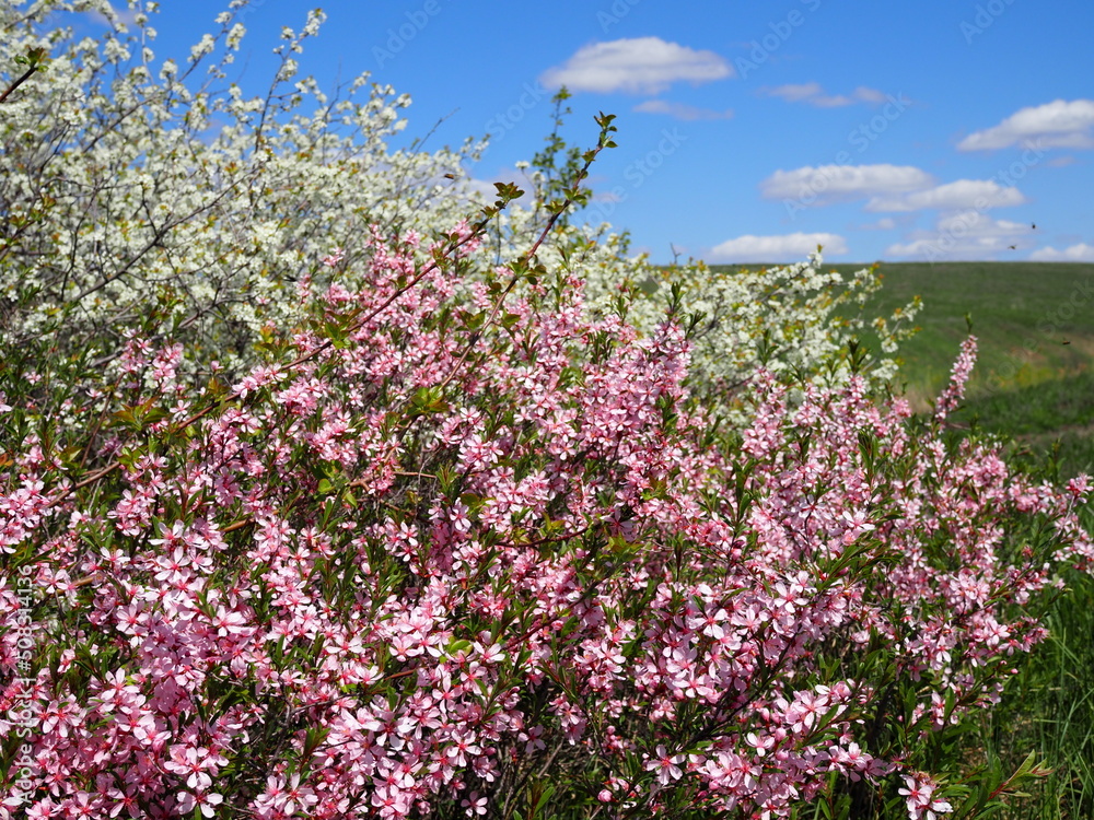 blooming garden white and pink flowering cherry bushes, plums blooming garden white and pink flowering cherry bushes, plums