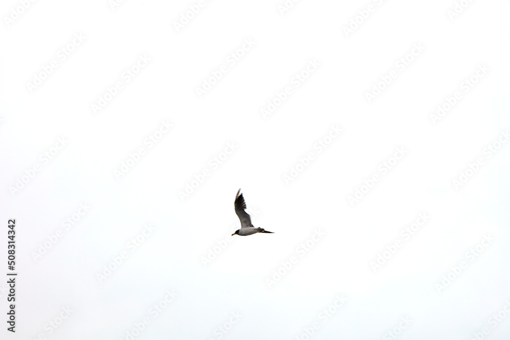 Fototapeta premium La Punta