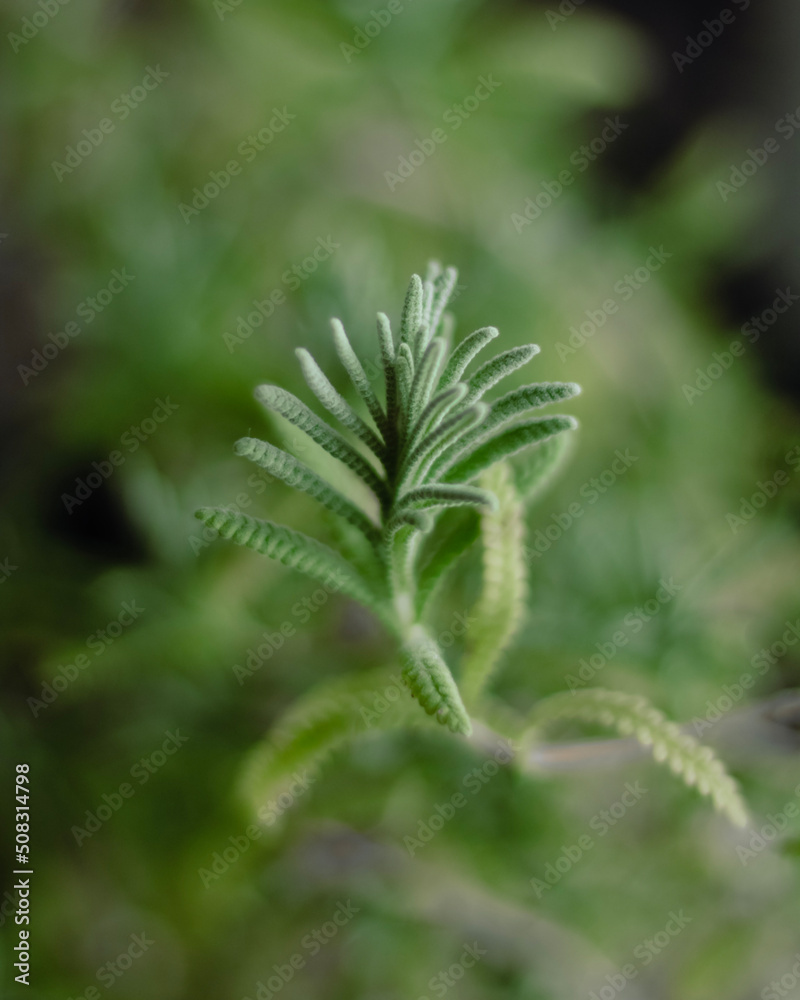 close up of fern close up of fern