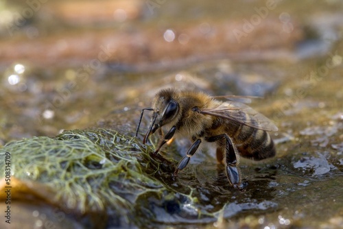 bee that drinks