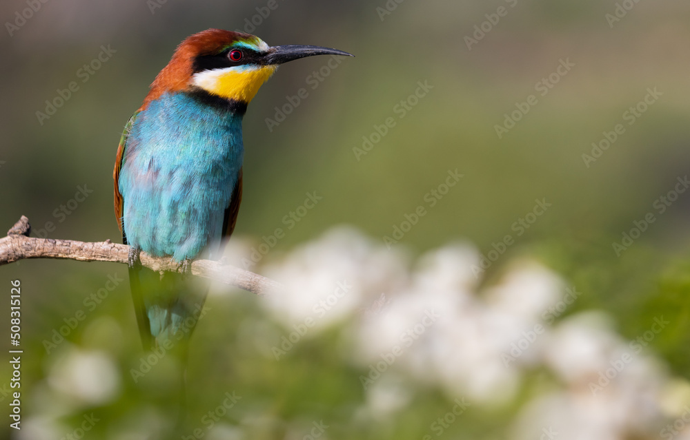 surprised beautiful bird looks to the side surprised beautiful bird looks to the side