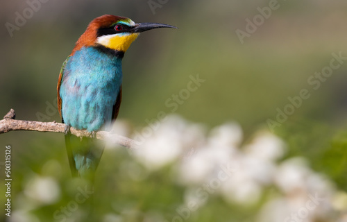 surprised beautiful bird looks to the side © drakuliren