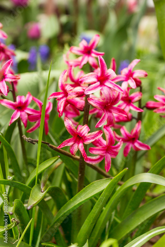 Hyacinthus  close-up in garden in spring. Magenta flowers  floral pattern  nature background