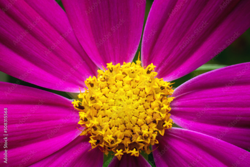 Beautiful cosmos flower blooms in the summer garden Beautiful cosmos flower blooms in the summer garden