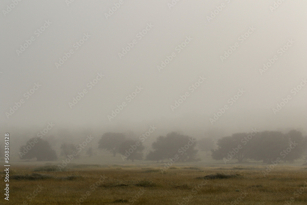 Kgalagadi in the mist