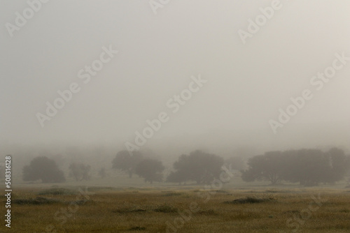 Kgalagadi in the mist