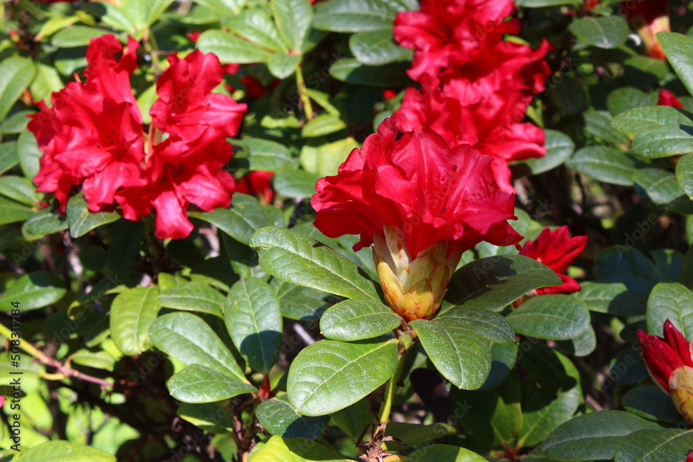 red and yellow flowers