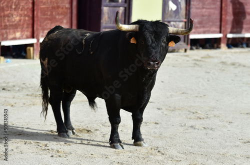 toro bravo español con grandes cuernos en una plaza de toros durante un espectaculo taurino