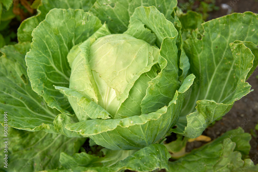 Ready for Harvest Cabbage. A large, green, cabbage ready for harvest in the field.
Ready for Harvest Cabbage. A large, green, cabbage ready for harvest in the field.