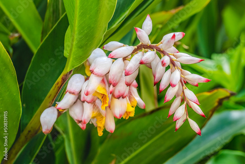 Colorful Shell Ginger Flowers Waikiki Honolulu Hawaii