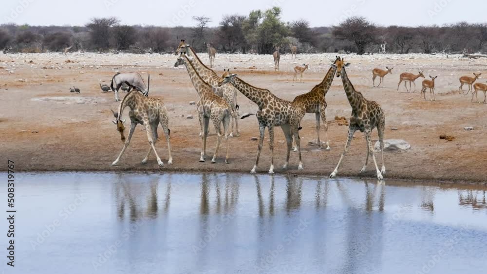 Giraffes and springboks, gemsbok (oryx) drink water from a small pond ...