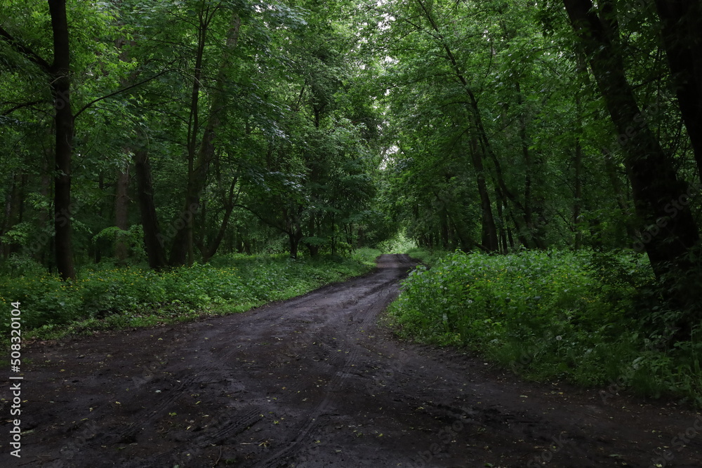 Road in the rainy summer forest