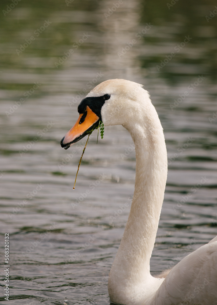 swan on the water swan on the water