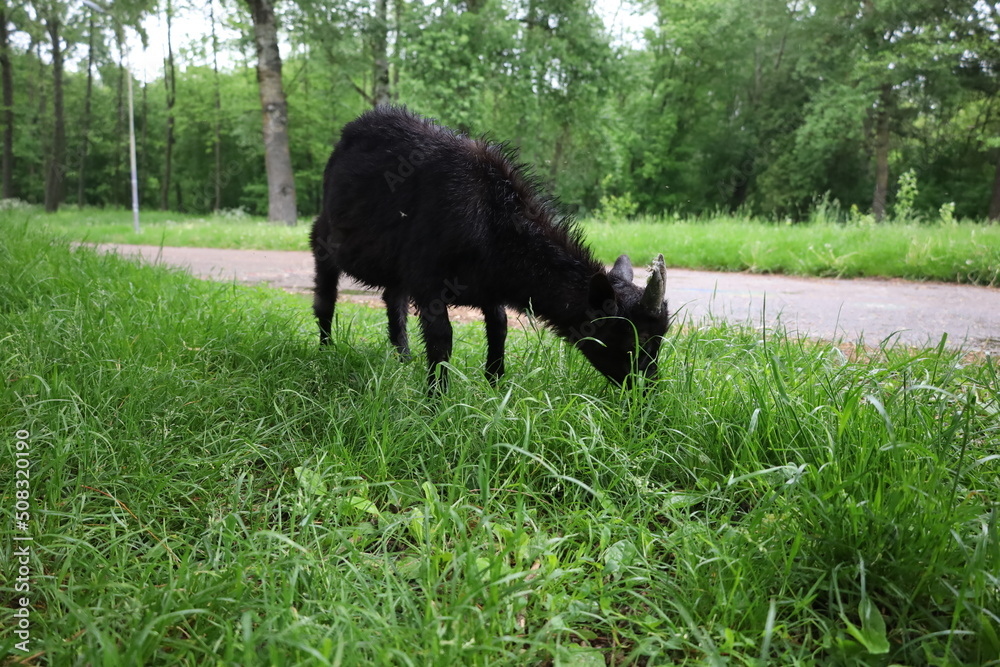 Fototapeta premium Goats in the rainy forest