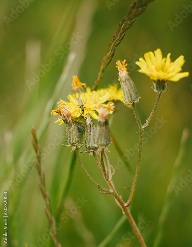 yellow flower on green background