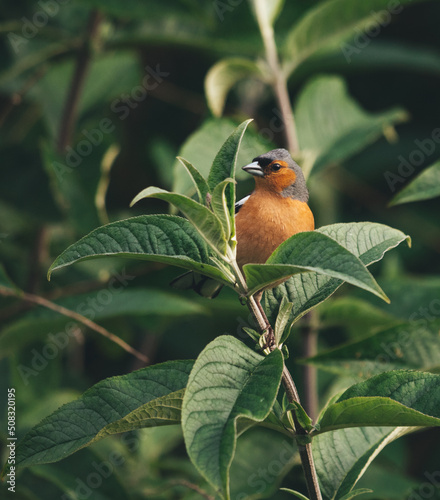 bird in a tree 