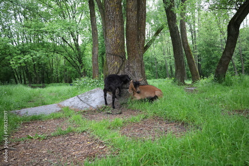 Goats in the rainy forest