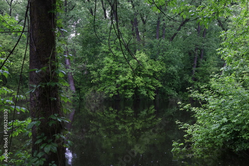 Flooded forest  summer sunny day